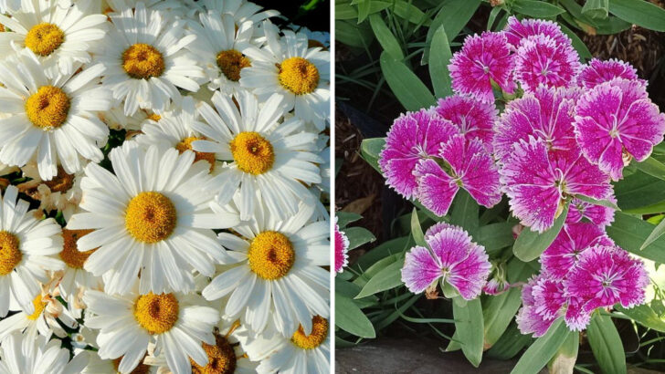 21 Long-Blooming Perennials That Keep Pennsylvania Gardens Colorful For Months