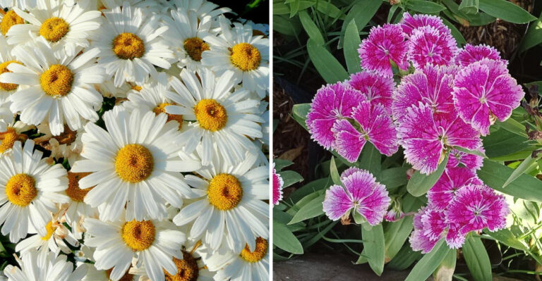 21 Long-Blooming Perennials That Keep Pennsylvania Gardens Colorful For Months