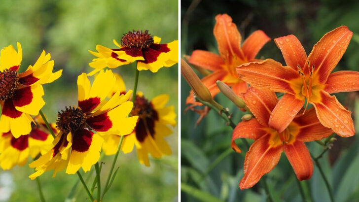 21 Perennials That Bloom Nonstop From Spring Until Frost In Ohio