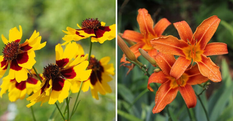 21 Perennials That Bloom Nonstop From Spring Until Frost In Ohio
