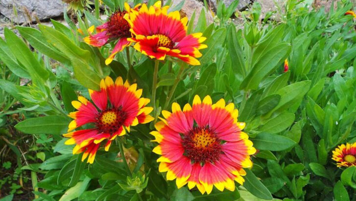 22 Must-Have Perennials For A Season Full Of Flowers In North Carolina