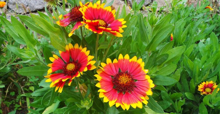 22 Must-Have Perennials For A Season Full Of Flowers In North Carolina