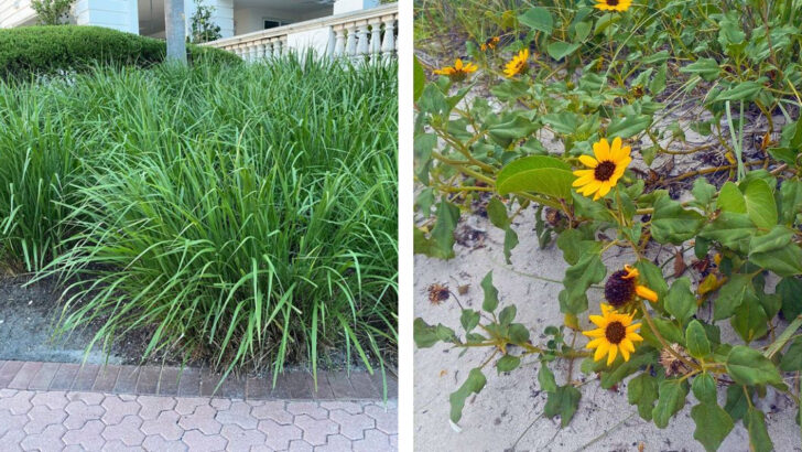 7 Florida Native Plants That Look Better Than Liriope Borders And Need Less Water