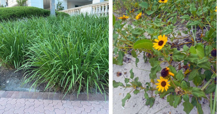7 Florida Native Plants That Look Better Than Liriope Borders And Need Less Water
