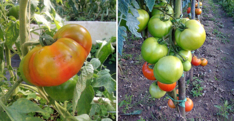 7 Sneaky Reasons Texas Garden Tomatoes Keep Splitting Before You Can Pick Them