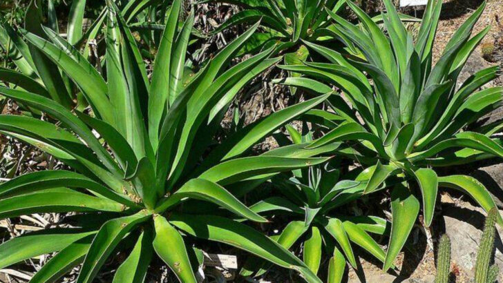 8 Florida Entry Path Plants That Look Pricey But Don&rsquo;t Ask For Much Water