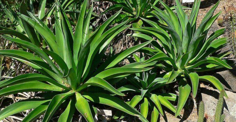 8 Florida Entry Path Plants That Look Pricey But Don’t Ask For Much Water