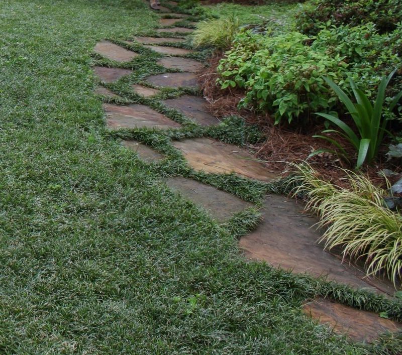 Dwarf Mondo Grass