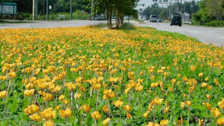 8 Low-Growing Plants That Keep Florida Walkways Looking Neat