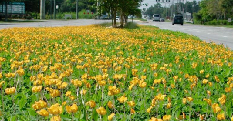 8 Low-Growing Plants That Keep Florida Walkways Looking Neat