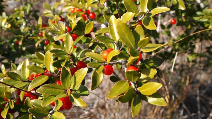 8 Native Florida Shrubs That Make More Sense Than Azaleas In Sunny Yards