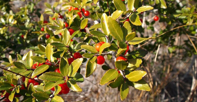 8 Native Florida Shrubs That Make More Sense Than Azaleas In Sunny Yards