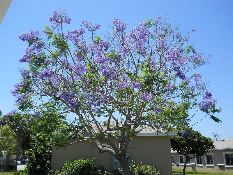 Jacaranda