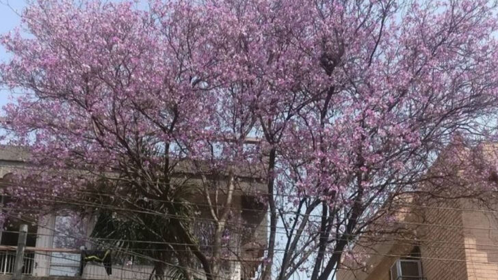 8 Purple-Blooming Trees That Make Florida Streets Stand Out Every Spring