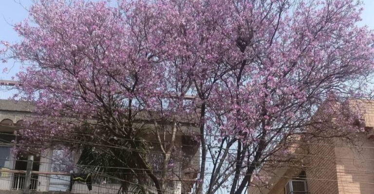 8 Purple-Blooming Trees That Make Florida Streets Stand Out Every Spring