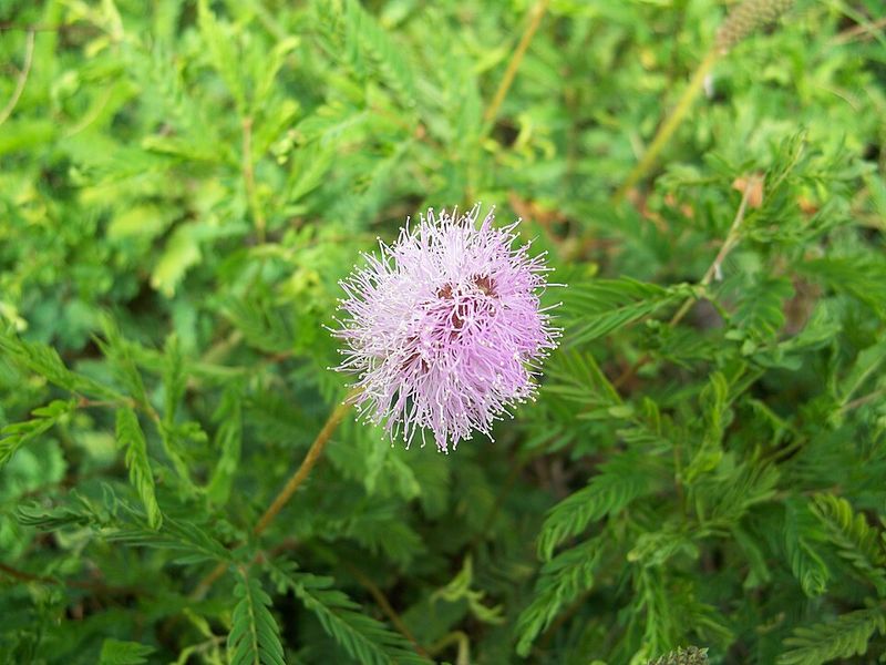 Sunshine Mimosa