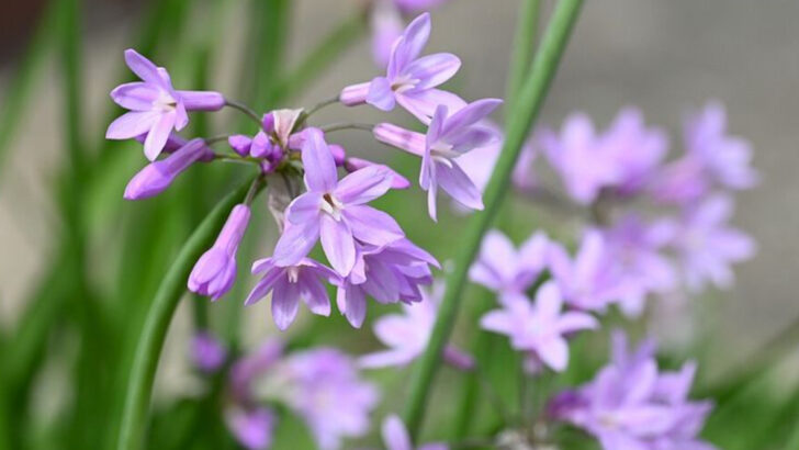 9 Easy Ground Covers For Florida Gardens That Rarely Need Water