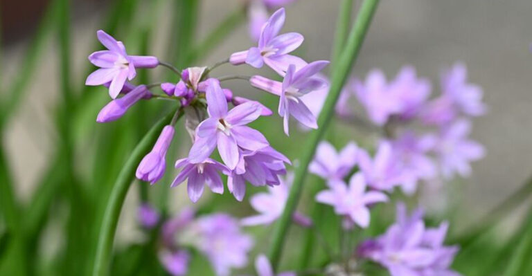 9 Easy Ground Covers For Florida Gardens That Rarely Need Water
