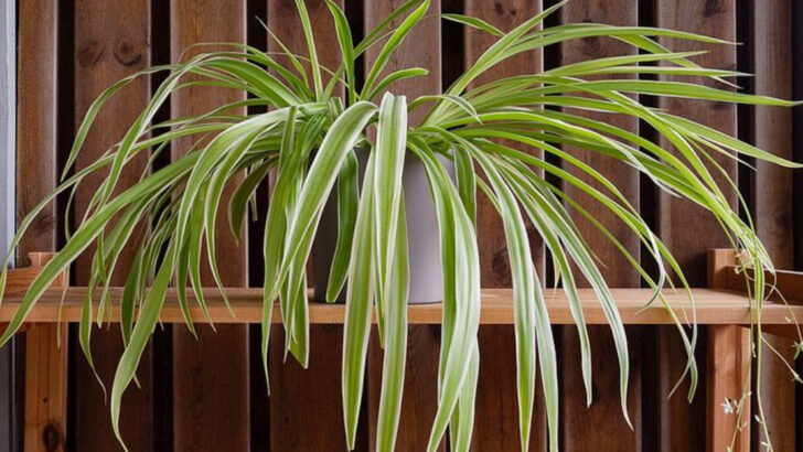 9 Fast-Growing Secrets For Bigger And Bushier Spider Plants In Florida Homes