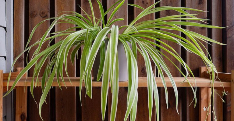 9 Fast-Growing Secrets For Bigger And Bushier Spider Plants In Florida Homes