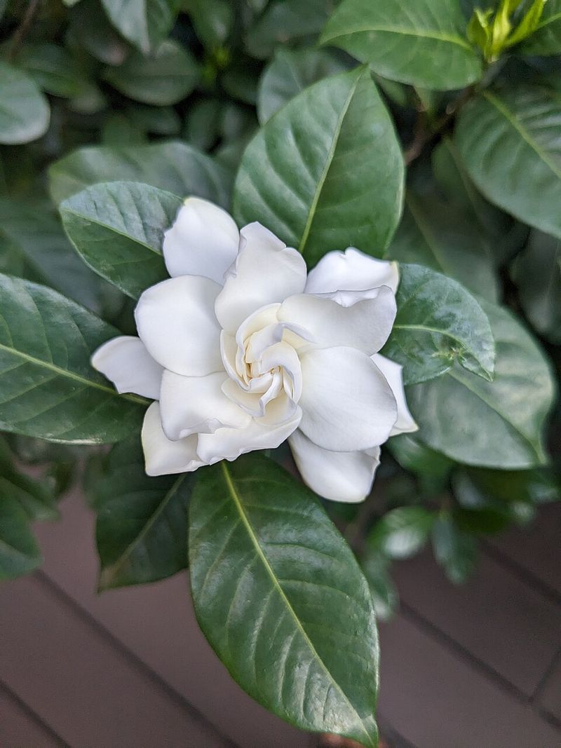 Gardenia