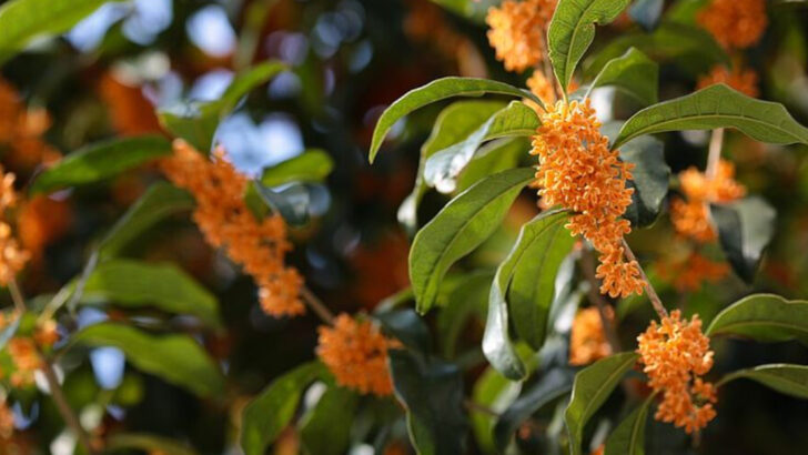 9 Gorgeous Shrubs That Outshine Hydrangeas In Georgia Gardens