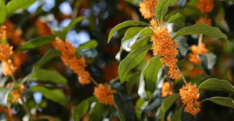 9 Gorgeous Shrubs That Outshine Hydrangeas In Georgia Gardens
