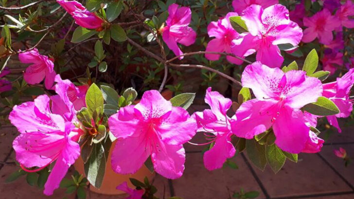 9 Hardy Shrubs That Bring More Color Than Hydrangeas In Ohio