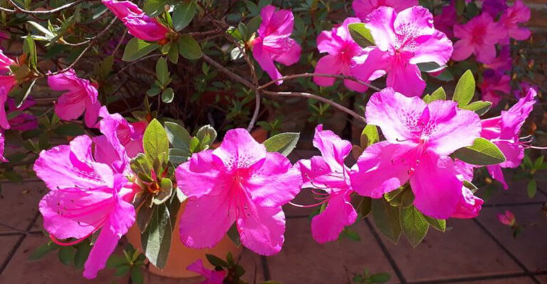9 Hardy Shrubs That Bring More Color Than Hydrangeas In Ohio