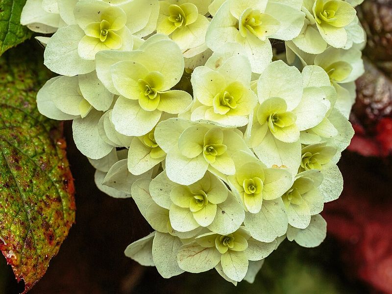 Oakleaf Hydrangea