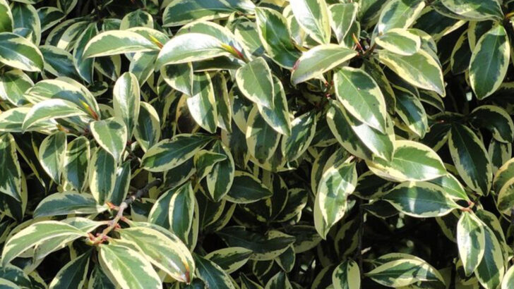 9 Low-Maintenance Shrubs That Thrive In North Carolina Heat And Humidity