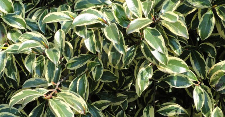 9 Low-Maintenance Shrubs That Thrive In North Carolina Heat And Humidity