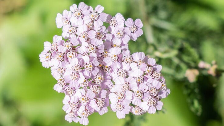 9 Perennials That Thrive In Michigan And Bloom All Season Long