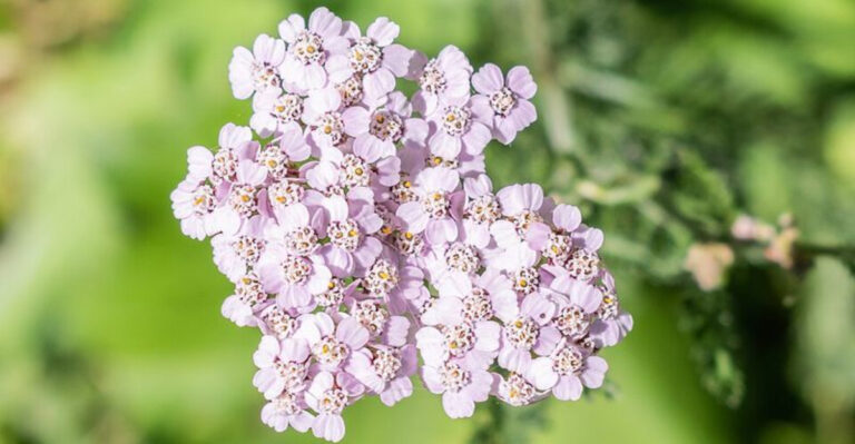9 Perennials That Thrive In Michigan And Bloom All Season Long
