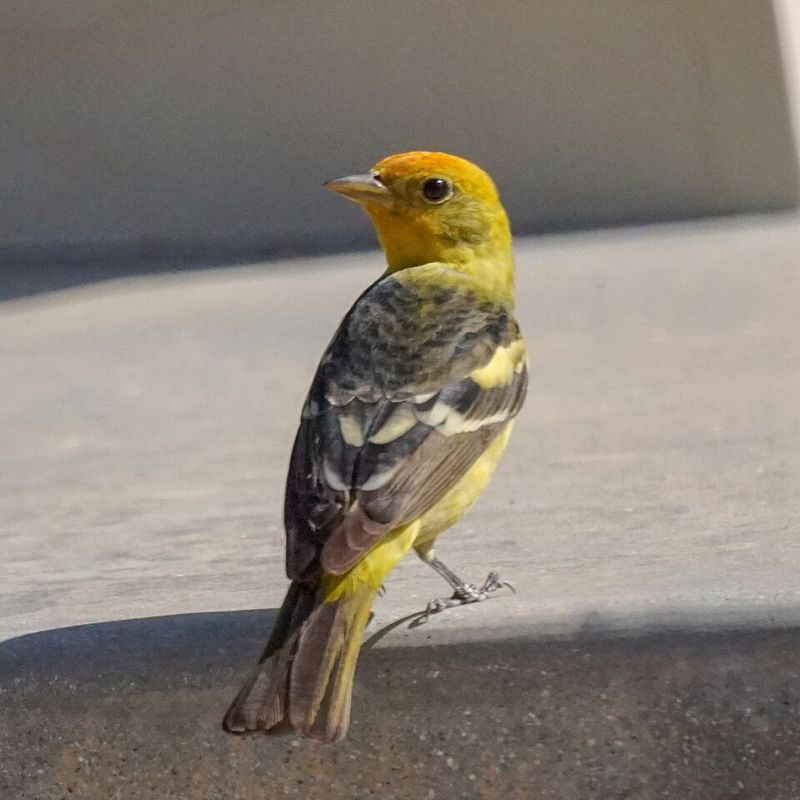 More Birds, Butterflies, and Pollinators