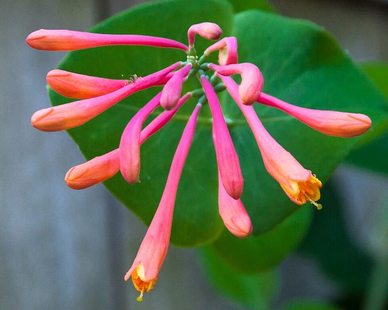 Hummingbirds cannot resist the blooms