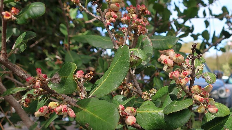 Plant Native Berry And Insect-Supporting Species