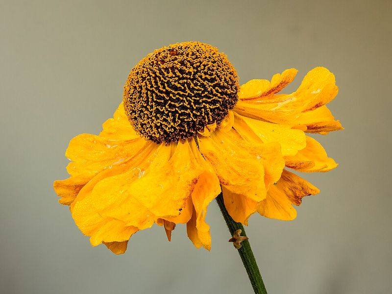 Refreshing the Bloom Calendar