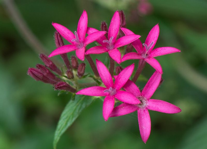 Pentas
