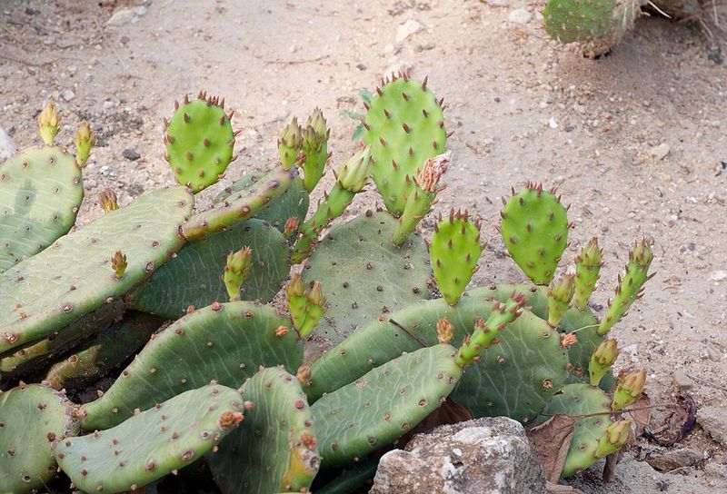 Prickly Pear Cactus