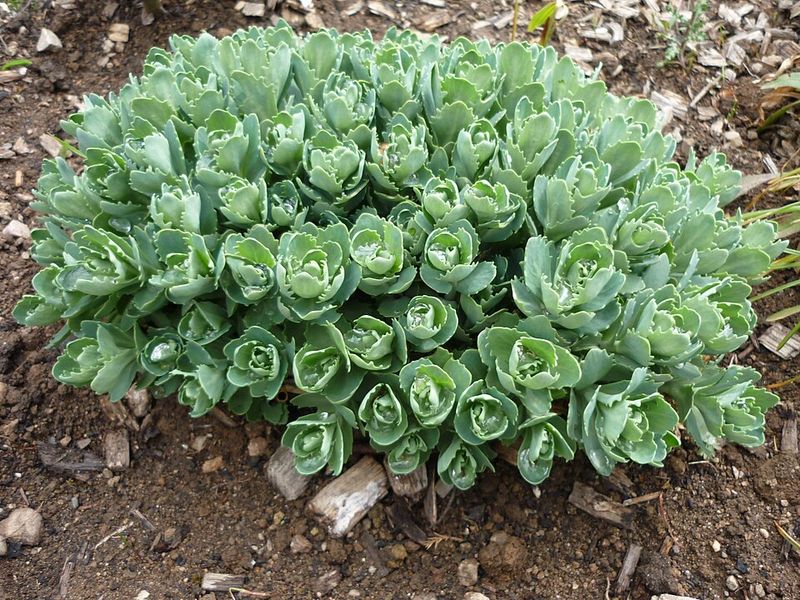 Sedum