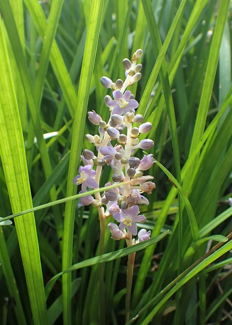 Liriope spicata