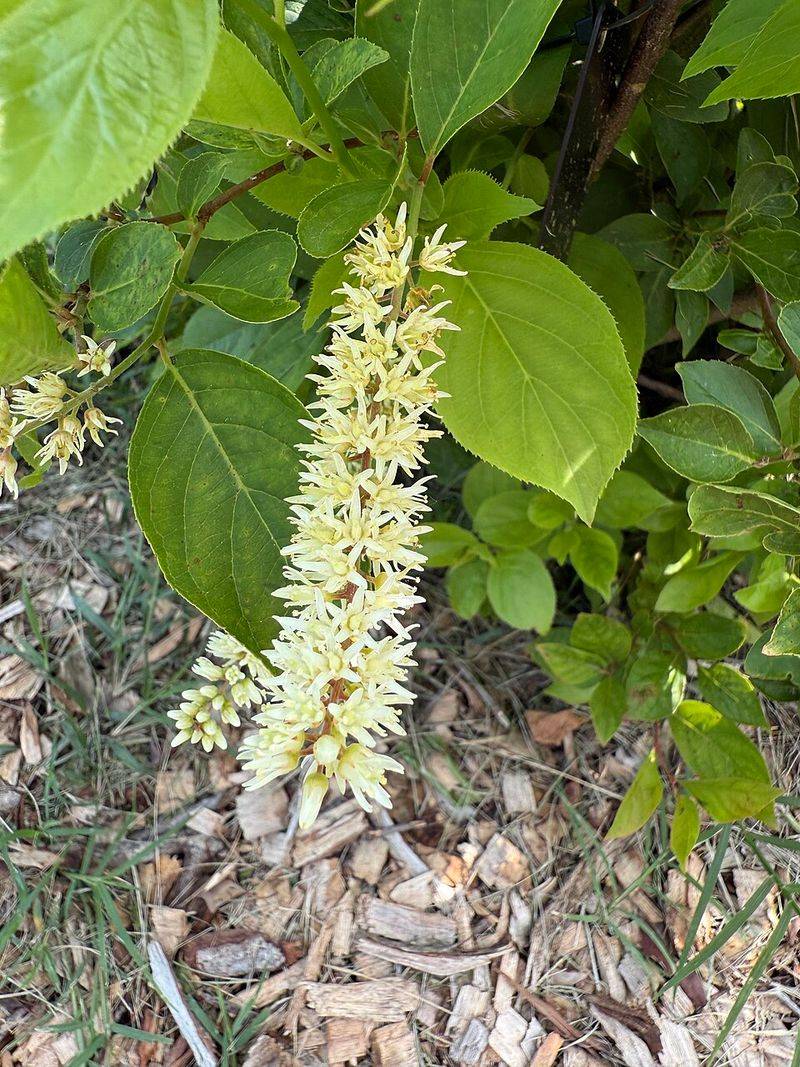 Virginia Sweetspire