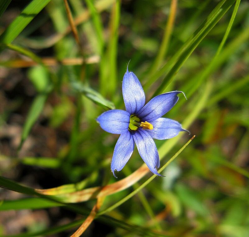 Blue-Eyed Grass