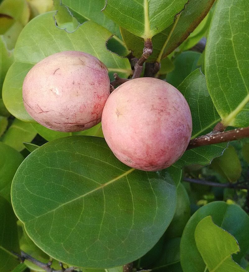 Cocoplum