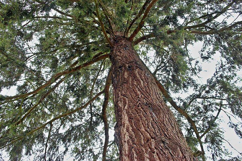 Eastern Hemlock
