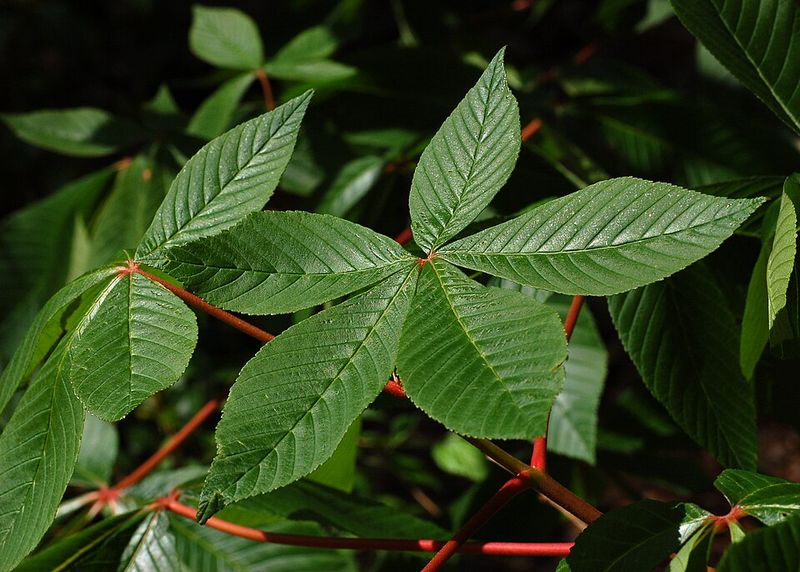 Red Buckeye