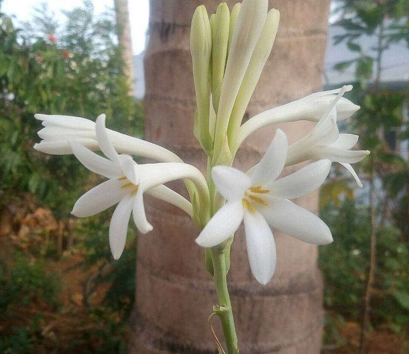 Tuberose