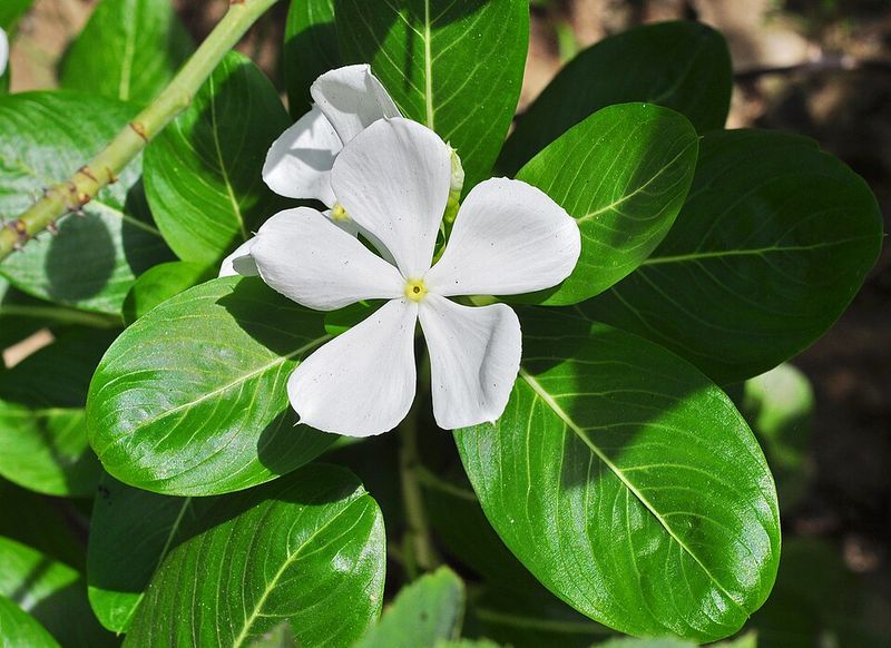 Madagascar Periwinkle