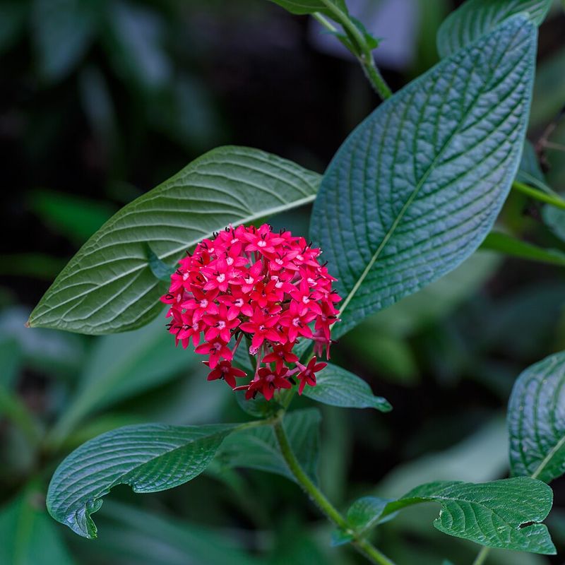Pentas